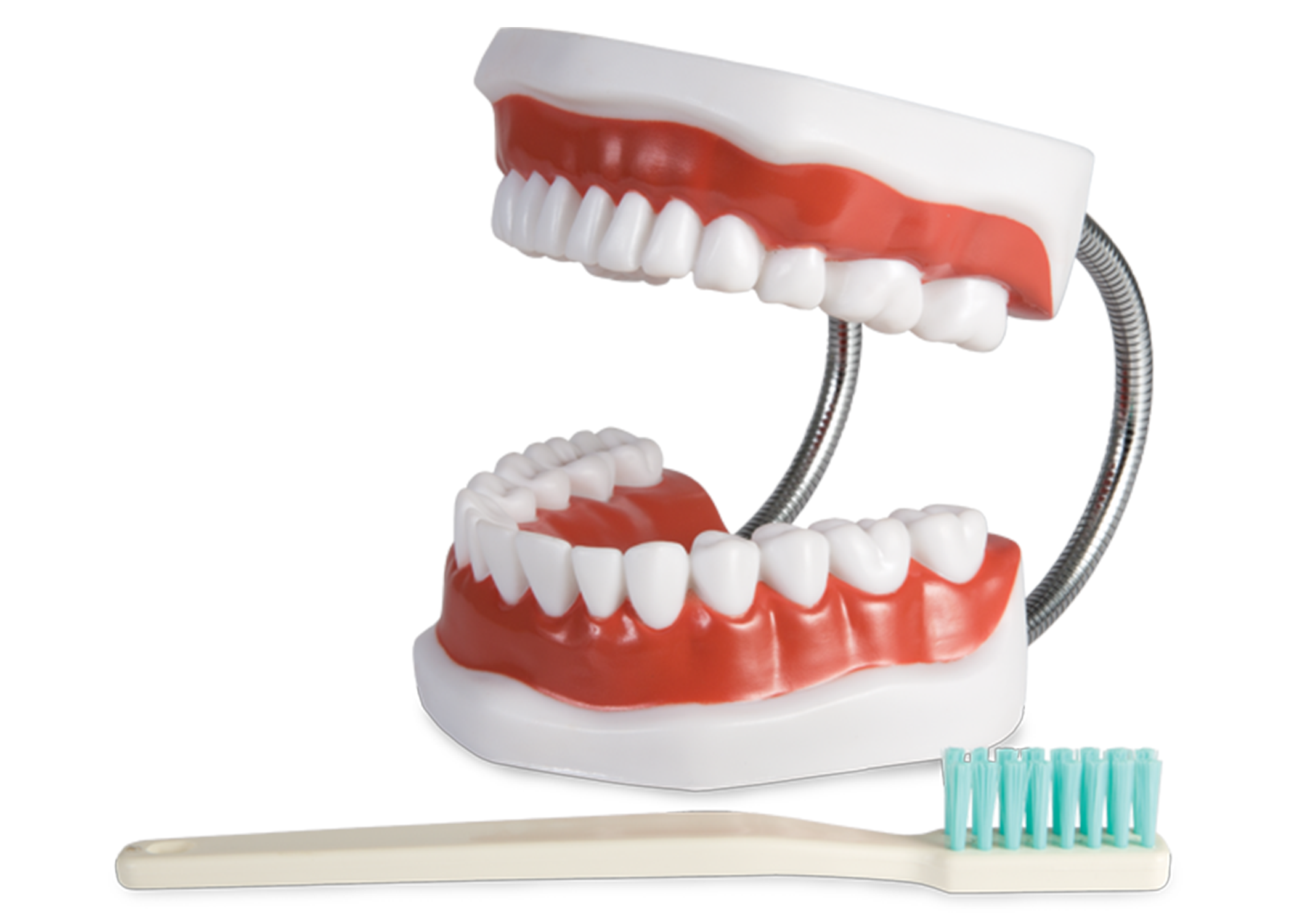 Brush-N-Floss Plus Study Model w/Toothbrush product image