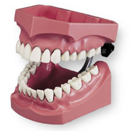 AH-P-99 Enlarged Vinyl Flossing & Brushing Model product image